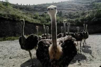 农村养殖业致富项目,特种养殖什么好养又赚钱插图5 现在农村搞养殖,养什么比较好?