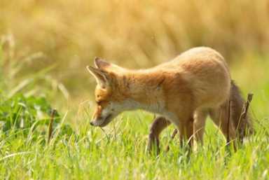 农村养殖业致富项目,特种养殖什么好养又赚钱插图13 现在农村搞养殖,养什么比较好?