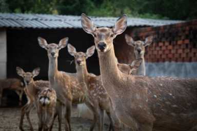 农村养殖业致富项目,特种养殖什么好养又赚钱插图11 现在农村搞养殖,养什么比较好?
