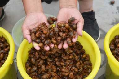 农村养殖业致富项目,特种养殖什么好养又赚钱插图15 现在农村搞养殖,养什么比较好?