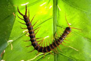 农村养殖业致富项目,特种养殖什么好养又赚钱插图19 现在农村搞养殖,养什么比较好?