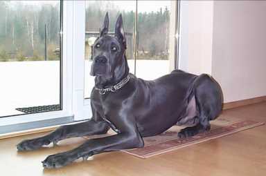 世界上体型巨大的7种犬，知道3个以上，你就是王者