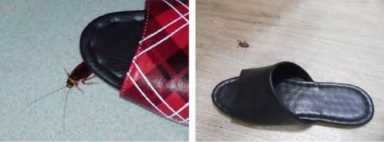 家有蟑螂出没的看过来！每天仅需3分钱，除掉蟑螂，让你安心！