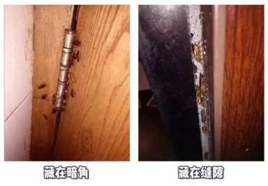 家有蟑螂出没的看过来！每天仅需3分钱，除掉蟑螂，让你安心！