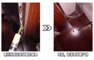 家有蟑螂出没的看过来！每天仅需3分钱，除掉蟑螂，让你安心！