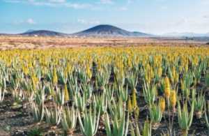 芦荟美容风靡全球，民族品牌芭芭多铸就行业领军地位