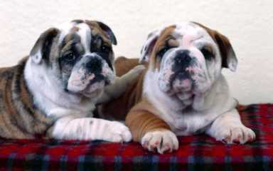 冷幽丨新年幽默笑话：《 短信 》