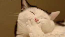 冷幽丨新年幽默笑话：《 短信 》