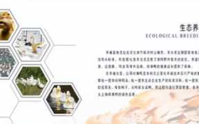 北京烤鸭的悠久历史和吃法，加盟烤鸭店如何投资获利