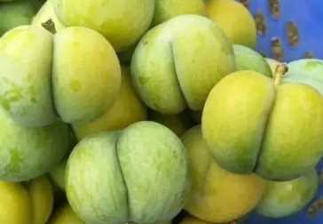 亩收入过万的种植项目,草皮种植前景如何插图5 种植什么还能月入过万?4种种植项目利润很高农民看看