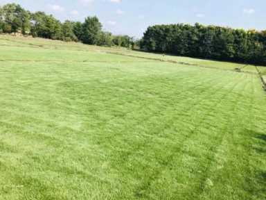 亩收入过万的种植项目,草皮种植前景如何插图3 种植什么还能月入过万?4种种植项目利润很高农民看看