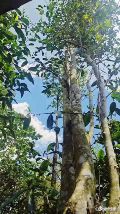 中国茶叶品牌十大排名,茶叶的地位和作用插图3 历代“中国十大名茶”大盘点!最新版的“十大名茶”你都知道吗?