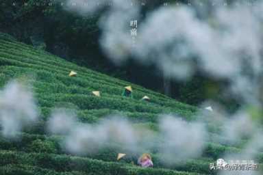 中国茶叶品牌十大排名,茶叶的地位和作用插图5 历代“中国十大名茶”大盘点!最新版的“十大名茶”你都知道吗?