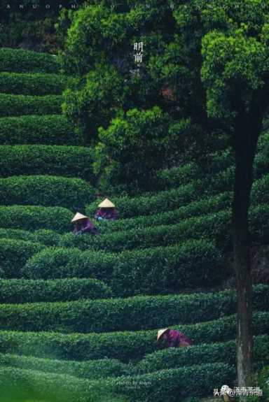 中国茶叶品牌十大排名,茶叶的地位和作用插图9 历代“中国十大名茶”大盘点!最新版的“十大名茶”你都知道吗?