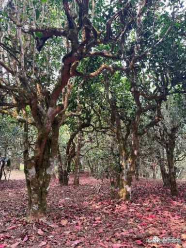 中国茶叶品牌十大排名,茶叶的地位和作用插图13 历代“中国十大名茶”大盘点!最新版的“十大名茶”你都知道吗?