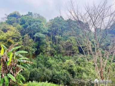 中国茶叶品牌十大排名,茶叶的地位和作用插图17 历代“中国十大名茶”大盘点!最新版的“十大名茶”你都知道吗?