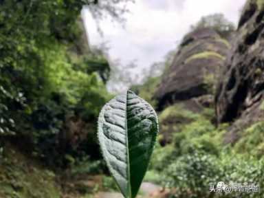 中国茶叶品牌十大排名,茶叶的地位和作用插图35 历代“中国十大名茶”大盘点!最新版的“十大名茶”你都知道吗?
