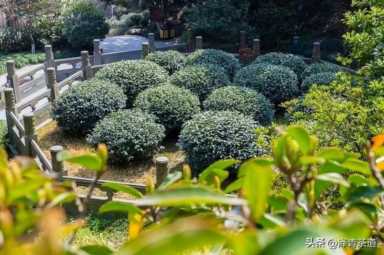 中国茶叶品牌十大排名,茶叶的地位和作用插图45 历代“中国十大名茶”大盘点!最新版的“十大名茶”你都知道吗?