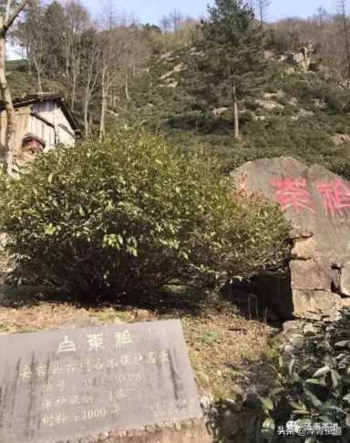 中国茶叶品牌十大排名,茶叶的地位和作用插图59 历代“中国十大名茶”大盘点!最新版的“十大名茶”你都知道吗?