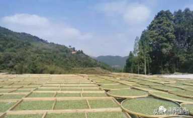 中国茶叶品牌十大排名,茶叶的地位和作用插图103 历代“中国十大名茶”大盘点!最新版的“十大名茶”你都知道吗?