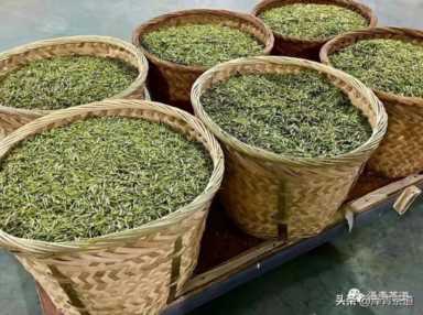 中国茶叶品牌十大排名,茶叶的地位和作用插图109 历代“中国十大名茶”大盘点!最新版的“十大名茶”你都知道吗?