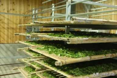 中国茶叶品牌十大排名,茶叶的地位和作用插图107 历代“中国十大名茶”大盘点!最新版的“十大名茶”你都知道吗?