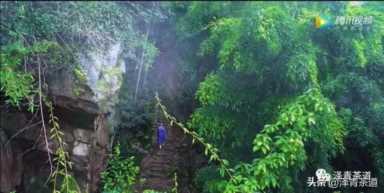 中国茶叶品牌十大排名,茶叶的地位和作用插图113 历代“中国十大名茶”大盘点!最新版的“十大名茶”你都知道吗?