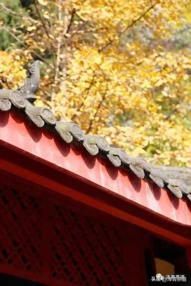 中国茶叶品牌十大排名,茶叶的地位和作用插图125 历代“中国十大名茶”大盘点!最新版的“十大名茶”你都知道吗?