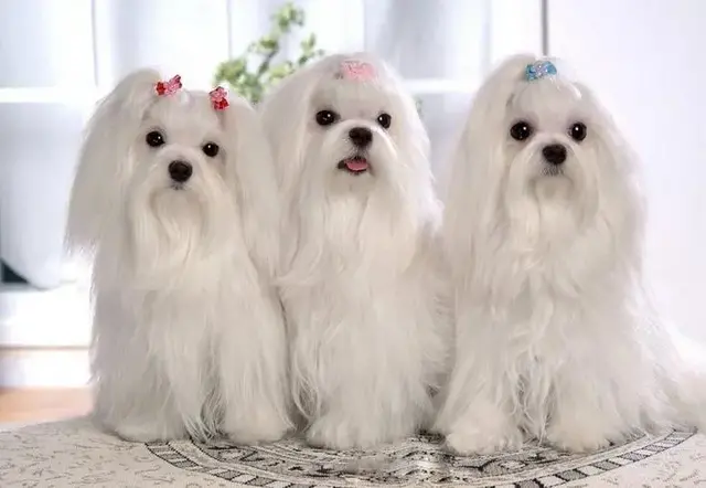 宠物营养师专业培训和认证的区别,宠物食品计划书插图1 您爱宠的营养师来啦~ 什么是宠物营养师?就业前景怎么样?