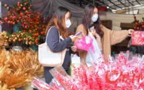 广州花卉市场批发市场(球菊哪个颜色最有观赏性)