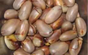 菠萝蜜的核能吃吗,菠萝蜜的核用盐水煮过后能吃吗