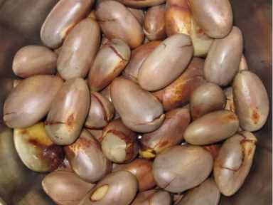 菠萝蜜的核能吃吗,菠萝蜜的核用盐水煮过后能吃吗插图1 菠萝蜜核别再丢垃圾桶了,学会它的3种吃法,比吃红薯和板栗都香