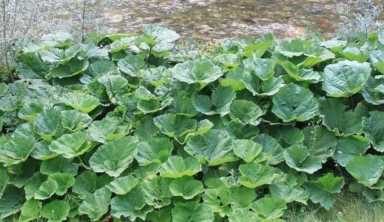 17个养殖致富新项目，值得你一试！