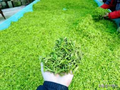 想做茶叶生意怎么入门,中国十大名茶详细介绍插图1 卖了5000斤茶叶,能赚多少钱