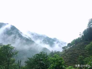 想做茶叶生意怎么入门,中国十大名茶详细介绍插图5 卖了5000斤茶叶,能赚多少钱