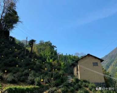 想做茶叶生意怎么入门,中国十大名茶详细介绍插图3 卖了5000斤茶叶,能赚多少钱