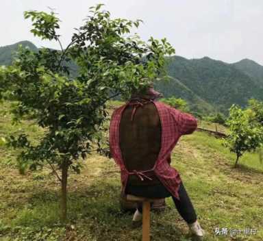 想做茶叶生意怎么入门,中国十大名茶详细介绍插图11 卖了5000斤茶叶,能赚多少钱