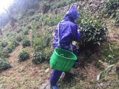 想做茶叶生意怎么入门,中国十大名茶详细介绍插图9 卖了5000斤茶叶,能赚多少钱