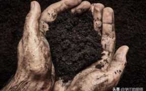 腐殖土加工厂发展趋势,蚯蚓养殖失败的经历