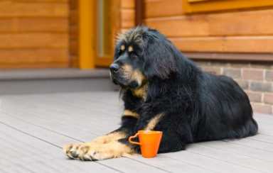 宠物狗价格一览表,世界上什么狗最受欢迎插图9 有哪些狗狗的价格比较高?