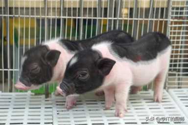 农村养香猪的前景怎么样,农村创业最佳项目选择指南插图1 养香猪,轻松月入50000元!农村创业新热潮