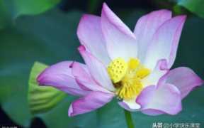 赞美荷花的诗句数不胜数的句子