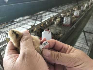 边鸡保种：留给未来的种子