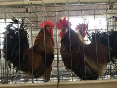 边鸡保种：留给未来的种子