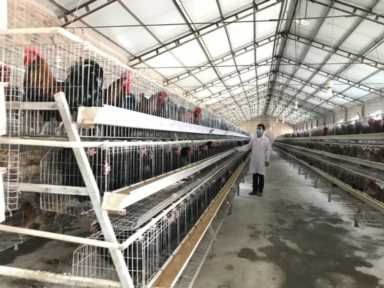 边鸡保种：留给未来的种子