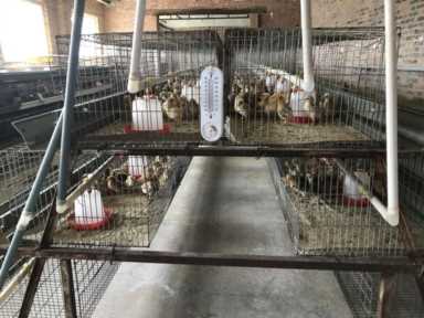 边鸡保种：留给未来的种子