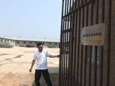 边鸡保种：留给未来的种子