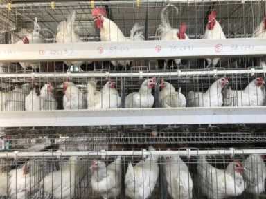 边鸡保种：留给未来的种子