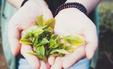 常喝绿茶的人，身体会出现这3种好事，看完你打算喝吗？