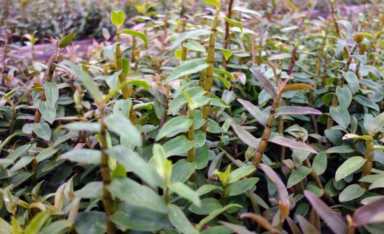 农村创业新思路！铁皮石斛助力致富致远，揭秘种植技巧与市场前景